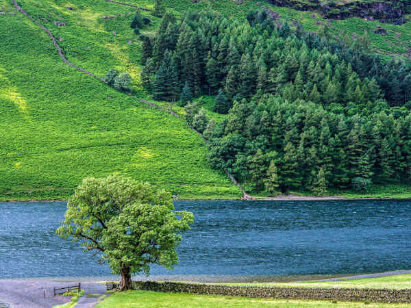 Lonely Tree Buttermere Lake District