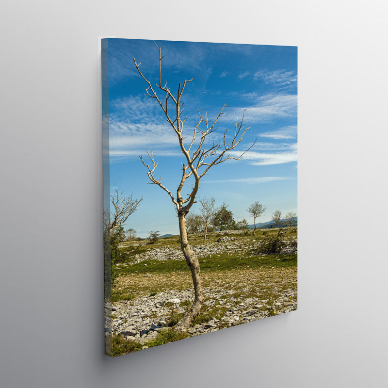 Trees up on Scout Scar Lake District, Canvas Print